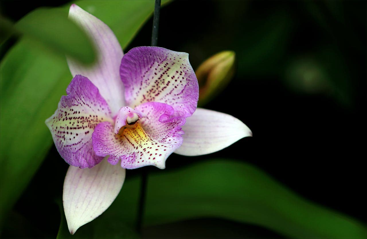 Cattleya