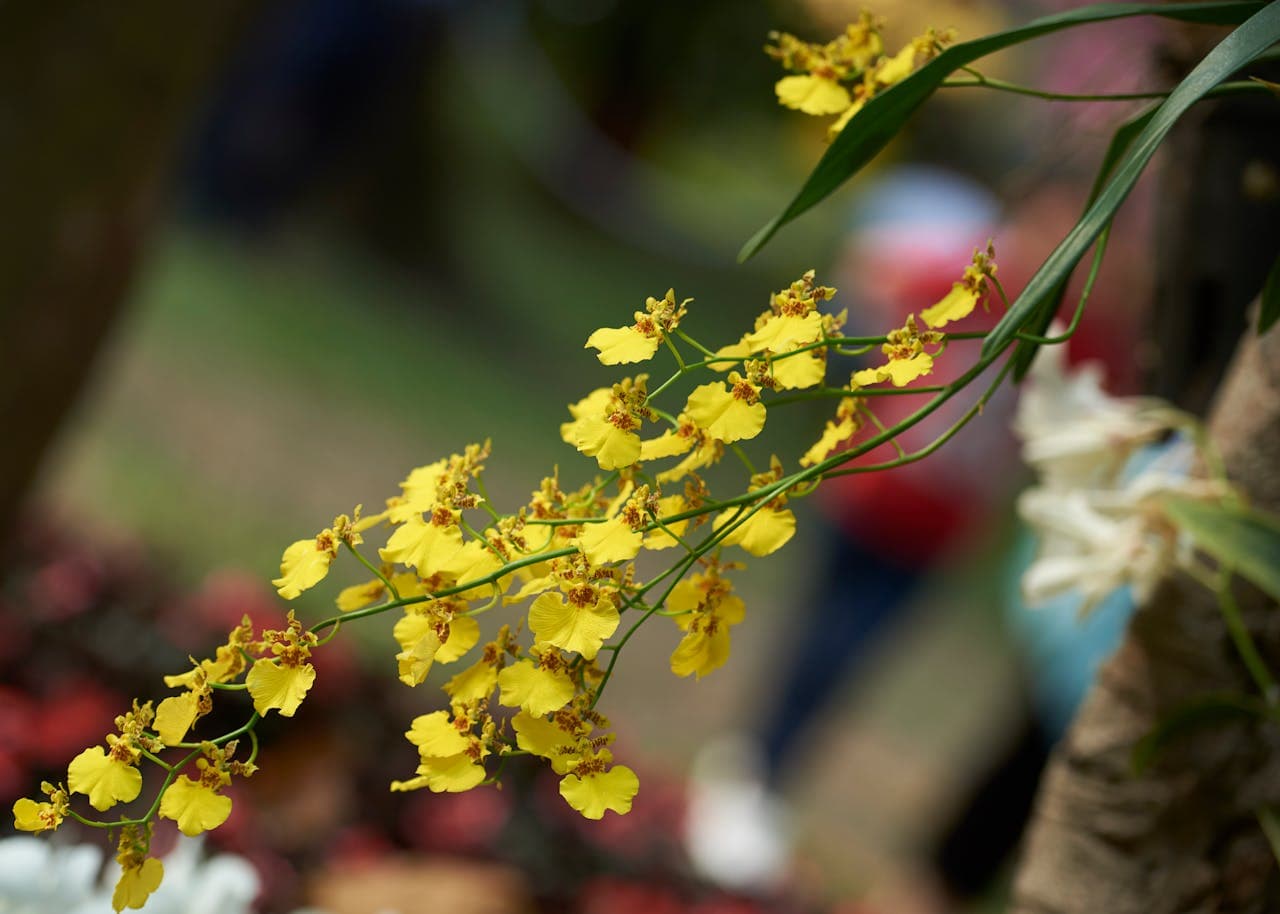 Oncidium